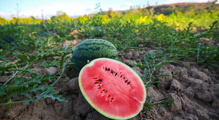 لا تغامر بصحتك... ما خطورة شراء "بطيخ ع السكين"؟