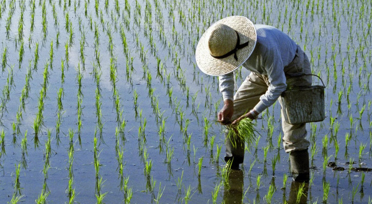 اكتشاف ثوري في الصين قد يقضي على المجاعات العالمية.. أرز ينمو في مياه البحر