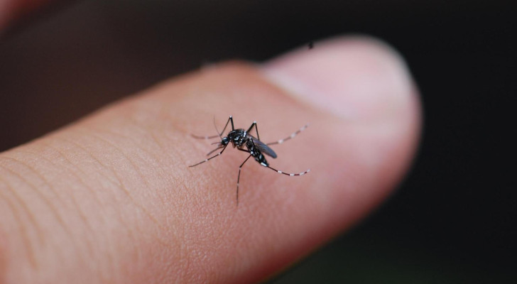 لماذا ينجذب البعوض أكثر إلى أصحاب فصيلة الدم O؟ دراسة تكشف السر