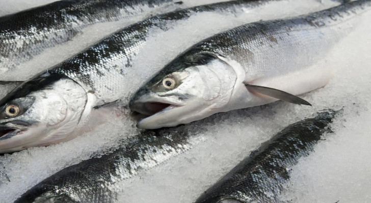 هل الأسماك المجمدة أفضل من الطازجة؟ إليك المعلومة الموثوقة