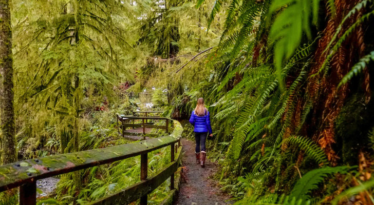 قضاء عطلة 3 أيام في الغابة قد يعزز مناعتك ضد السرطان بنسبة 50%!