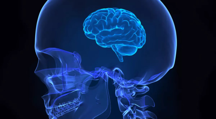 الرجال أم النساء؟ من ينكمش دماغه أسرع مع التقدم في العمر؟