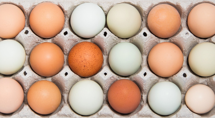 البيض الأبيض أم البني.. أيهما أفضل غذائيا؟ الحقيقة ستفاجئك!