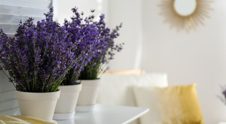 خبراء ينصحون: وضع نبتة لافندر في غرفة النوم يعزز النوم الهادئ ويقلل الحشرات