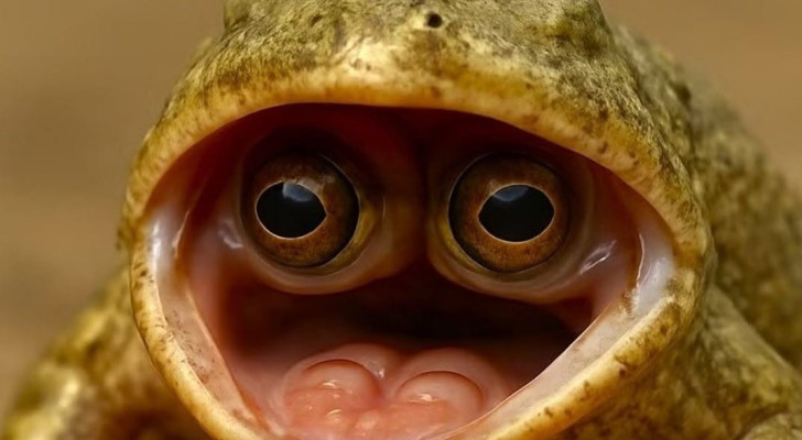 العلماء في حالة صدمة.. ضفدع يُولد بعينان داخل فمه!