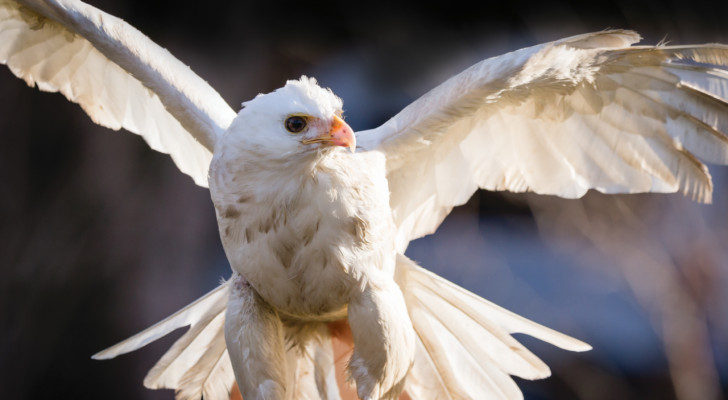 باستثناء الطّيور .. الإناث تعيش أطول من الذكور في كل الكائنات الحية تقريبًا!