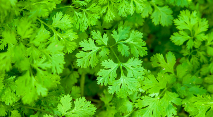 لماذا لا يستطيع بعض الأشخاص تحمل رائحة الكزبرة؟ السبب وراثي!