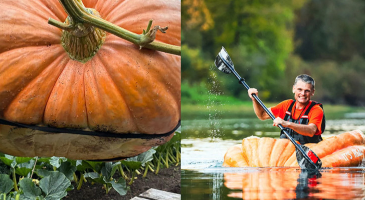 أمريكي يقطع 95 كم في نهر كولومبيا بقارب "يقطينة عملاقة"!