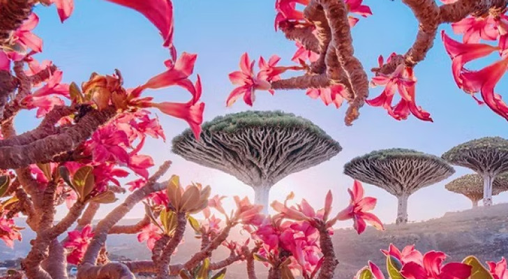 صور ساحرة: سقطرى.. "جزر غالاباغوس" اليمنية ثلث النباتات فيها لا توجد في أي مكان آخر على الأرض!