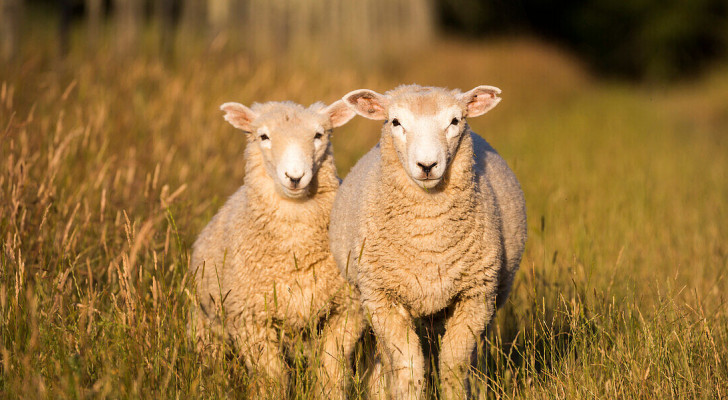 في نيوزيلندا.. أعداد الأغنام تفوق البشر بخمسة أضعاف!