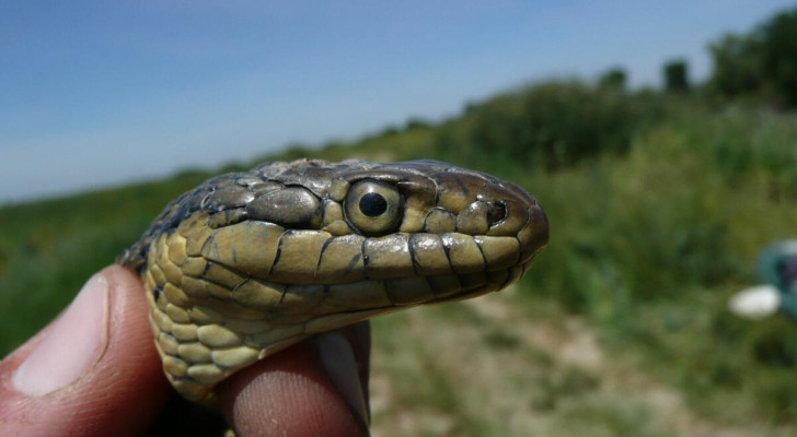 خوفا من الموت.. رجل يقطع إصبعه بعد لدغة ثعبان والأطباء يفاجئونه: الثعبان ليس ساما!