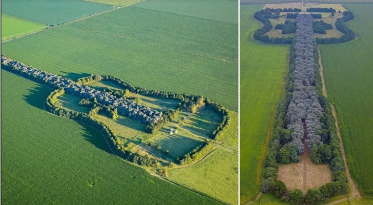 4 عقود من العمل و أكثر من 7,000 شجرة.. مزارع يزرع غابة على شكل غيتار تكريما لزوجته الراحلة