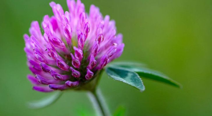 8 أعشاب مذهلة ترفع هرمون الإستروجين لديك وتخفف أعراض اضطراب الهرمونات