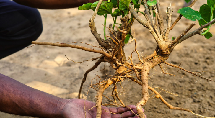 التستوستيرون المنخفض: هذه الأعشاب قد تساعدك في رفعه طبيعيا