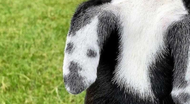 الكلب الصغير لوسي يشعل مواقع التواصل.. ولد بصورة سيلفي تشبه وجهه على أذنه! - صور