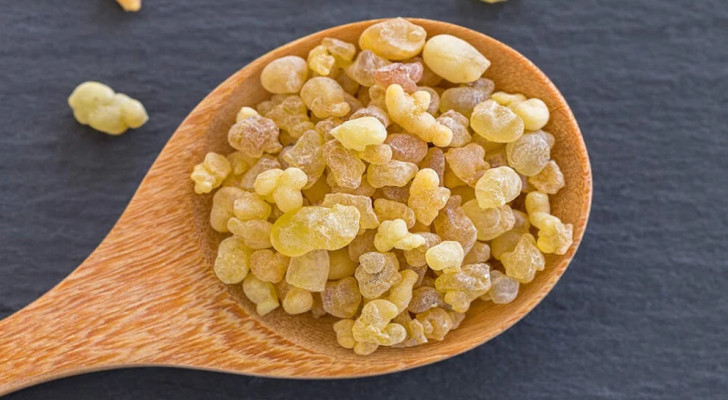 ماذا يحدث لجسمك إذا مضغت لبان الذكر يوميا؟