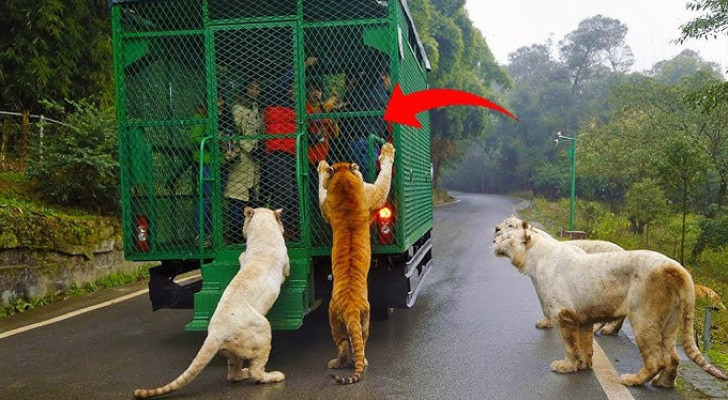 حديقة حيوانات معكوسة.. البشر بالأقفاص والحيوانات تتجول خارجا! ما الحكاية؟