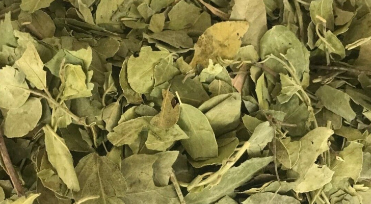 ليس خرافة.. ماذا أثبتت الدراسات والأبحاث عن ورق السدر وعلاج السرطان؟