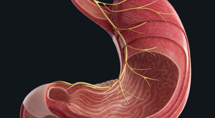أعجوبة لا تصدق.. المعدة تجدد بطانتها كل 3–7 أيام حتى لا تهضم نفسها!