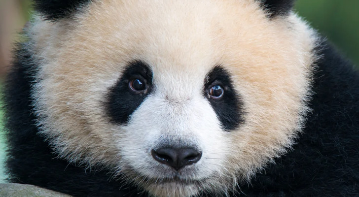 في نهاية 2025.. خبر سار لعشاق الطبيعة: الباندا لم تعد مهددة بالانقراض!