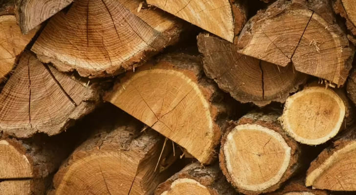 أثمن من الألماس.. لماذا يعد "الخشب" أندر مادة في الكون؟