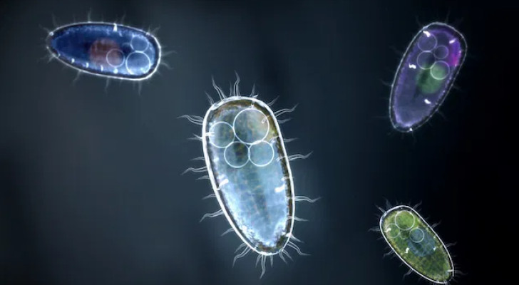 ما أعراض الأميبا المعوية؟ وكيف نفرق بينها وبين الالتهاب المعوي؟ وهل يمكن علاجها نهائيا؟