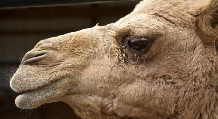 باحثون: قطرة واحدة من دموع الجمل يمكنها إبطال 26 نوعا من سموم الأفاعي!