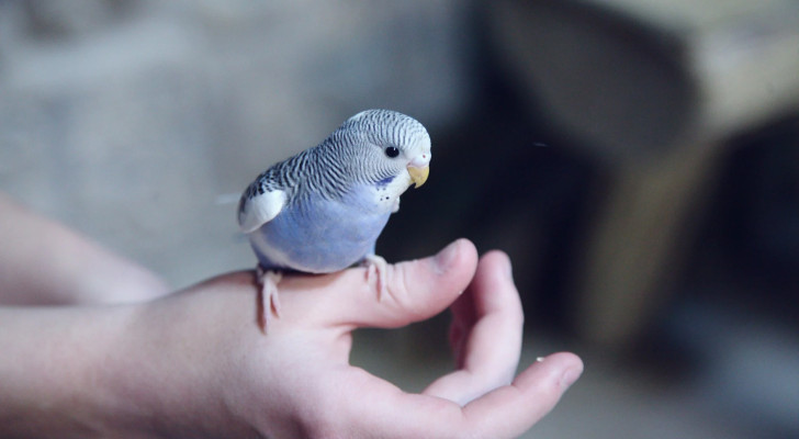 لمن يربون طيورا في منازلهم.. احذروا هذا المرض الرئوي القاتل!