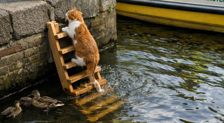 بعد غرق 19 قطة.. تركيب سلم خشبي صغير لإنقاذ القطط من قنوات المياه في أمستردام