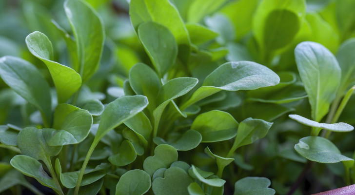 ماذا يحدث لجسمك بعد أيام من تناول الجرجير المائي يوميا؟