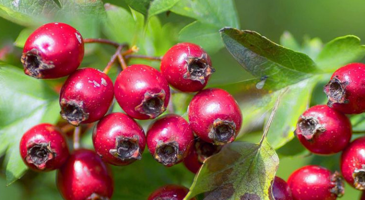 أبحاث تثبت.. ثمار هذه الشجرة تحمي كبدك من تراكم الدهون!