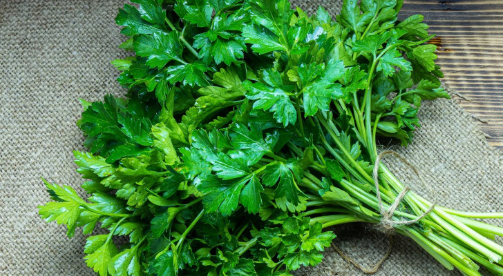 ما فوائد شرب ماء مغلي البقدونس؟ هل يفيد الكلى أم مجرد شائعات؟ ماذا تقول الدراسات؟