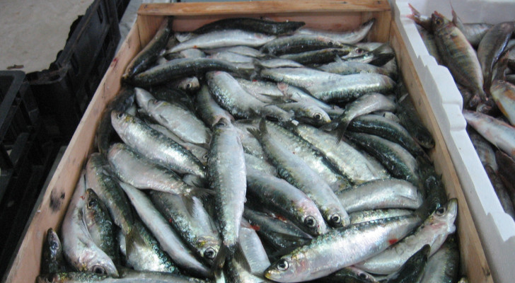 تحذير: فئات معينة مهددة بالخطر عند تناول هذا النوع من السمك!