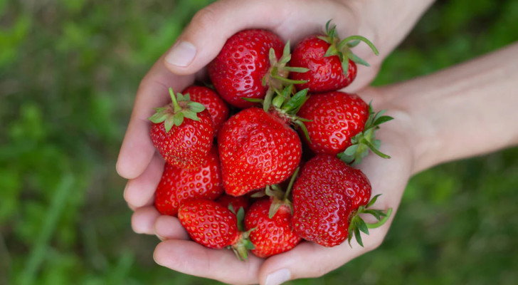 رغم فوائدها الغذائية… السبانخ والفراولة تتصدران قائمة النباتات الأكثر تلوثا لعام 2026!