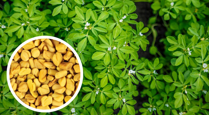 هل الحلبة قادرة على علاج جرثومة المعدة بشكل نهائي؟