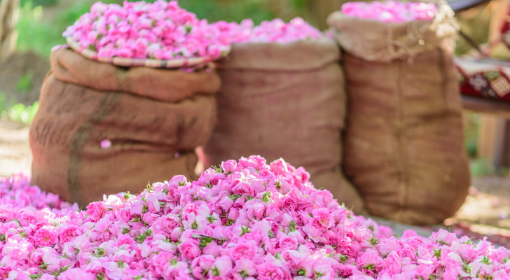 بين الضباب والعبير.. موسم قطف الورد الطائفي يتألق في أبريل ويلفت أنظار العالم