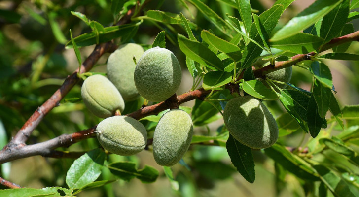 ما تأثير اللوز الأخضر على مرضى السكري؟ وكم حبة يمكن أن يأكل الشخص باليوم؟