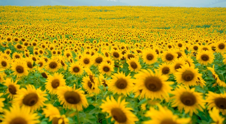 زهور دوار الشمس “أول من أنقذ العالم من الإشعاع النووي”.. ولكن كيف حدث ذلك؟