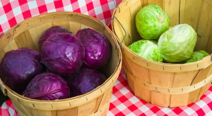 ما الأفضل لصحة جهازك الهضمي: الملفوف الأحمر أم الأخضر؟