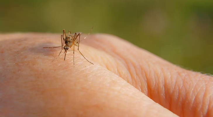 الحوامل أكثر عرضة للدغات البعوض.. ولكن لماذا؟