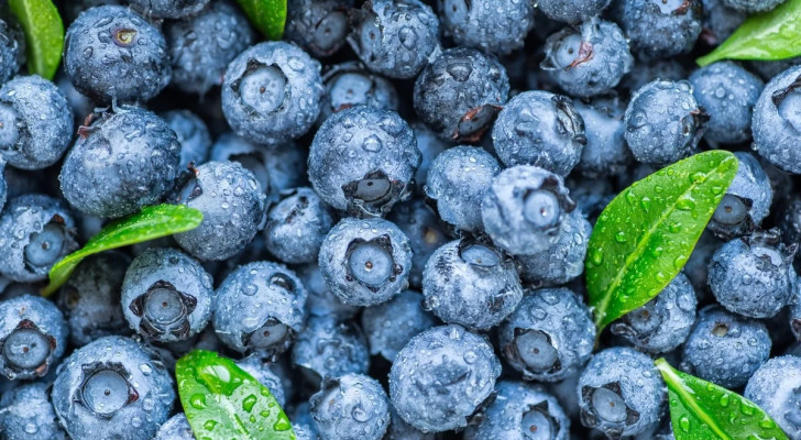 ماذا يحدث لضغط الدم عند تناول التوت الأزرق بانتظام؟