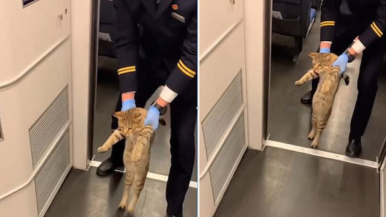 قط صيني يُطرد من القطار لعدم إمتلاكه تذكرة - فيديو