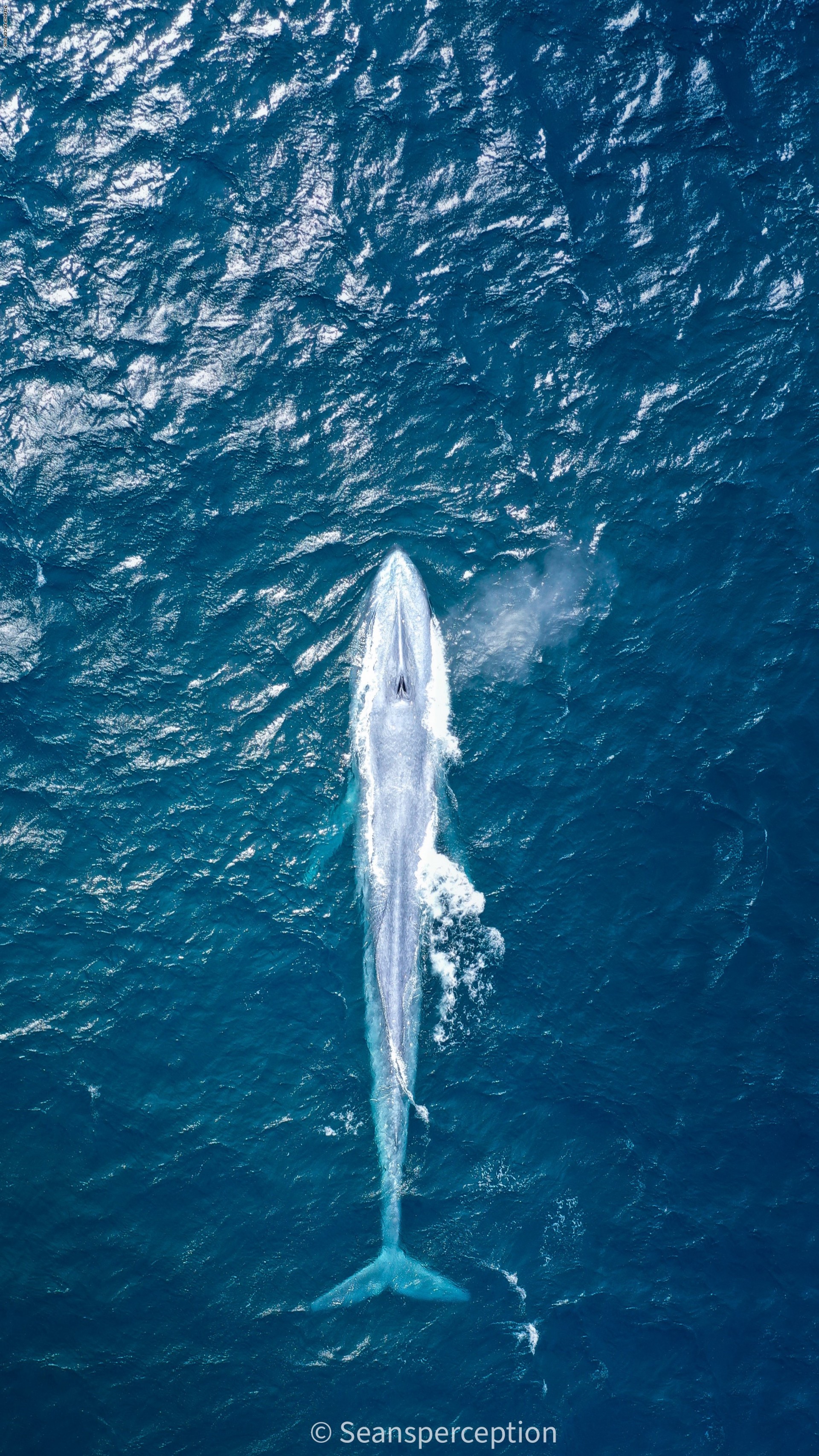 بعد ١٠٠عام .. الحوت الأزرق يظهر من جديد على سطح البح - صور