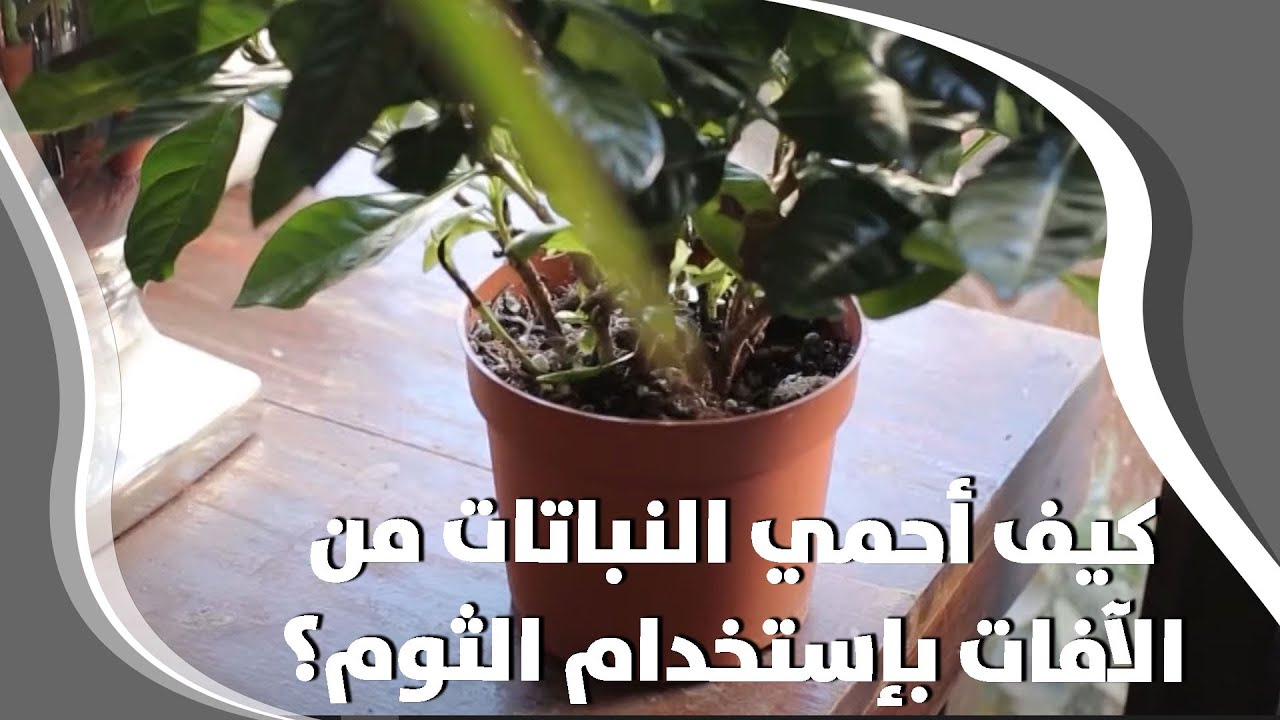 كيف أحمي النباتات من الآفات بإستخدام الثوم؟ - فيديو