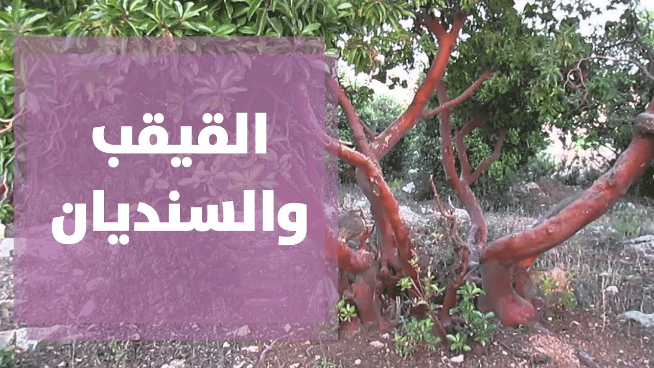 القيقب والسنديان أشجار من عجائب الطبيعة الأردنية - فيديو