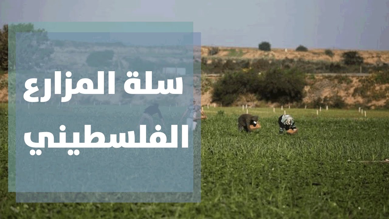 مشروع سلة المزارع الفلسطيني - فيديو