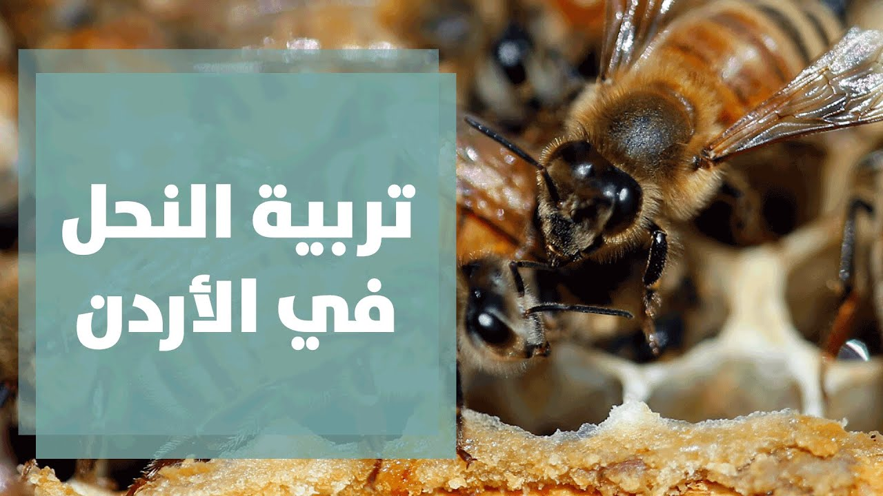 تربية النحل في الأردن … الواقع والتحديات - فيديو