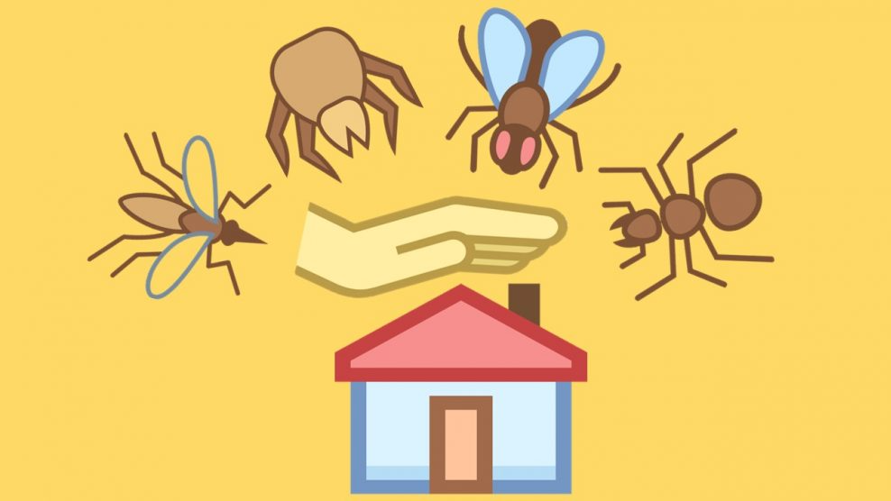 كيف تتخلصي من الحشرات المنزلية بخلطات طبيعية؟ - فيديو