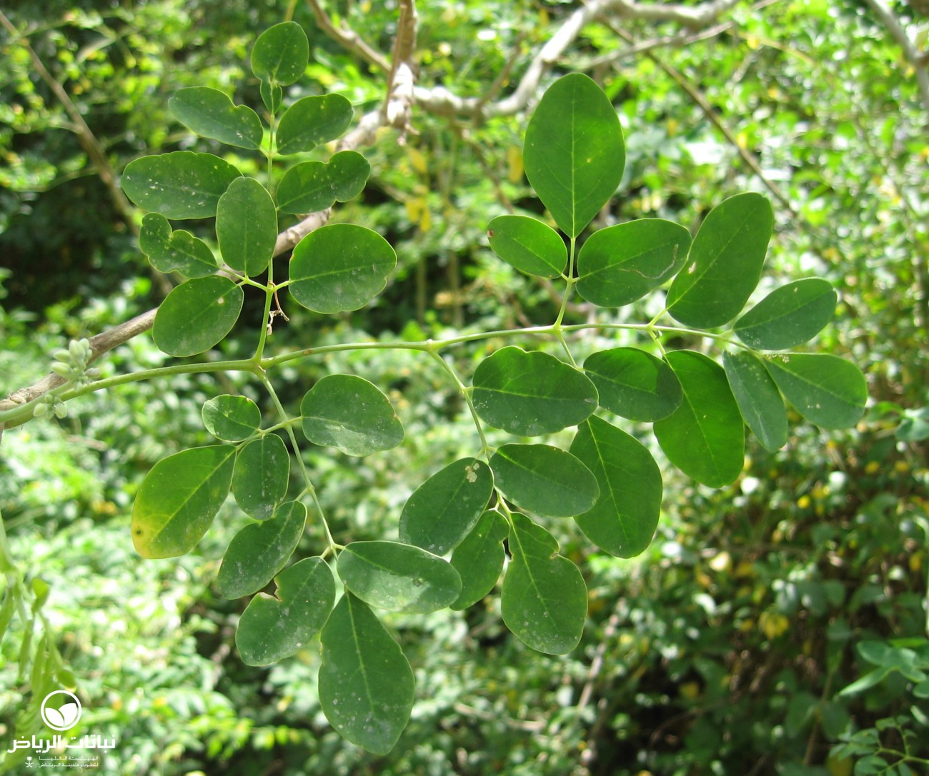 ما هي شجرة اليسر أو المورينغا؟ - فيديو