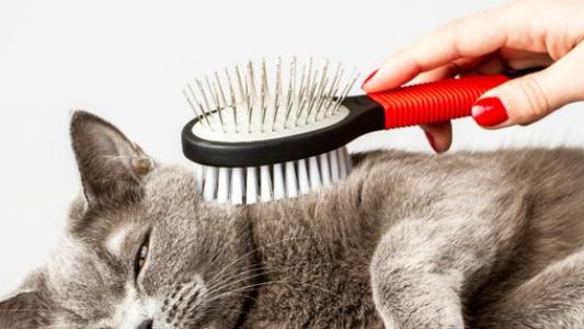 لماذا يتساقط شعر الحيوانات الأليفة.. وكيف يُمكن التعامل معه؟ - فيديو